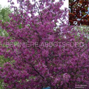 malus prairie fire abbotsford