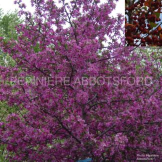 malus prairie fire abbotsford