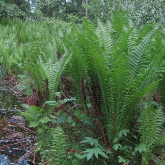 matteuccia struthiopteris wiki