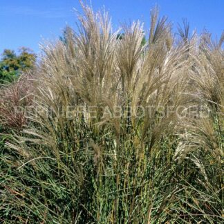 miscanthus sinensis klein fountain abbotsford