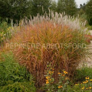 miscanthus sinensis purpurescens abbotsford