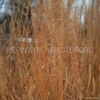 miscanthus sinensis silberfeder abbotsford