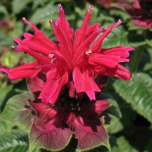 monarda didyma fireball plantselect