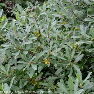 myrica gale gilles ayotte laval university cc by sa 4.0 wikimedia commons