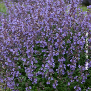 nepeta faassenii kitten around plantselect