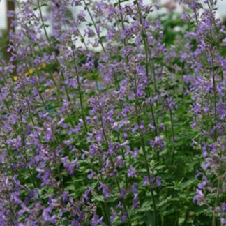 nepeta x faassenii junior walker plantselect