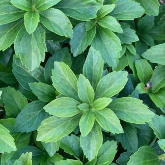 pachysandra terminalis jardinpro