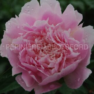 paeonia lactiflora noemie demay abbotsford