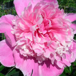 paeonia lactiflora sarah bernhardt plantselect