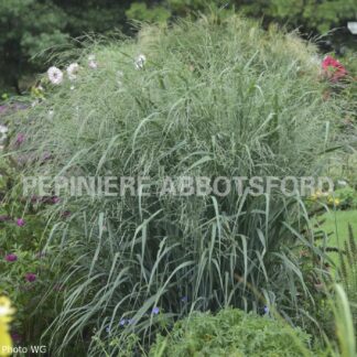 panicum blue fountain abbotsford