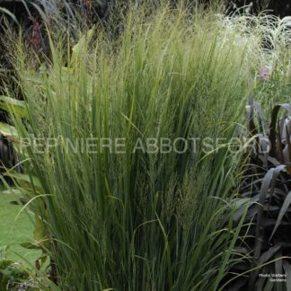 panicum virgatum northwinds abbotsfor