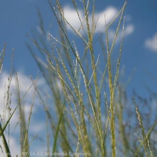 panicum virgatum prairie sky david j. stang cc by sa 4.0 wikimedia commons