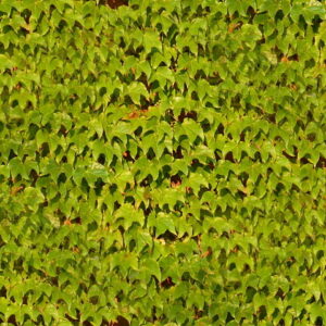 parthenocissus tricuspidataveitchii wiki