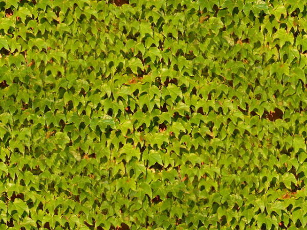 parthenocissus tricuspidataveitchii wiki