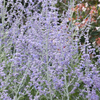 perovskia atriplicifolia little spire plantselect