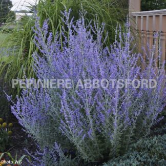 perovskia atriplicifolia rocketman abbotsford