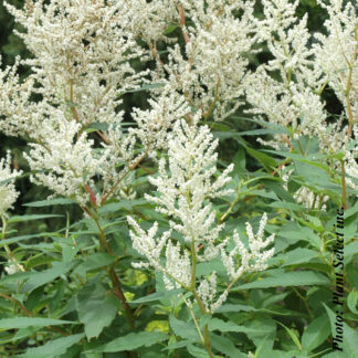 persicaria polymorpha plantselect