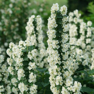 philadelphus coronarius illuminati tower proven winners