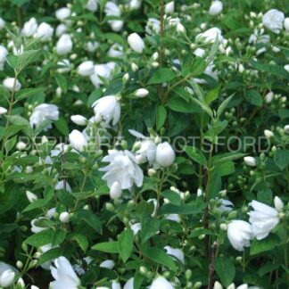 philadelphus virginialis snowbelle