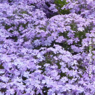 phlox subulata emerald blue plantselect