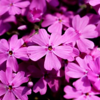 phlox subulata rose pixabay