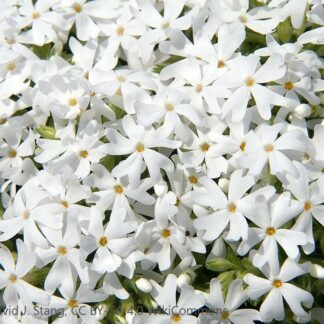 phlox subulata snowflake david j. stang cc by sa 4.0 wikimedia commons