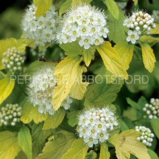 physocarpus opulifolius darts gold 1