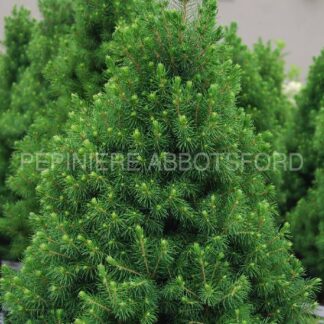 picea glauca conica albertina abbotsford