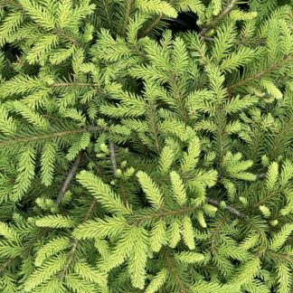 picea nidiformis jardinpro