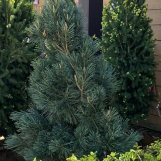 pinus flexilis vanderworlfs pyramid jardinpro