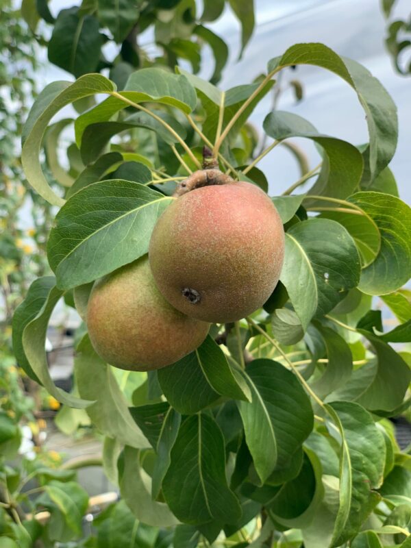 poirier anjou jardinpro 1