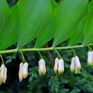 polygonatum odoratum pixabay