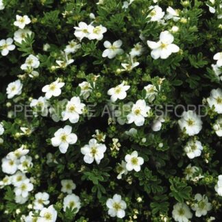 potentilla fruticosa abbotswood abbotsford