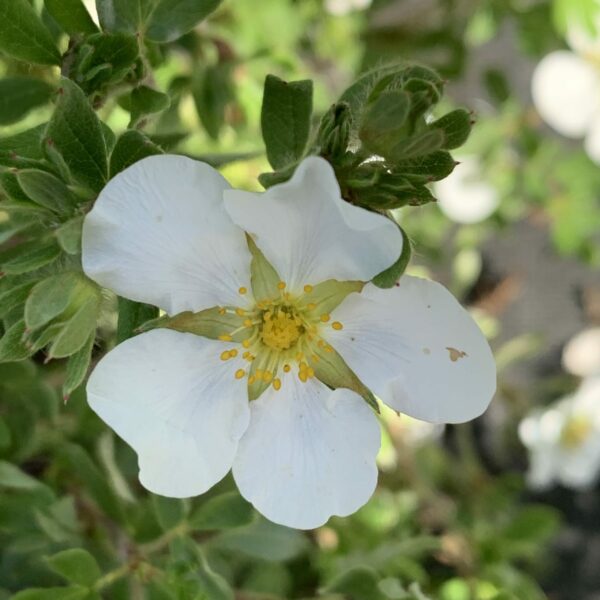 potentilla fruticosa happy face white jardinpro