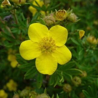 potentilla fruticosa public domain