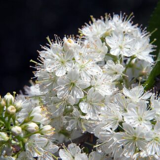 prunus maackii photo by david j. stang cc by sa 4.0 via wikimedia commons