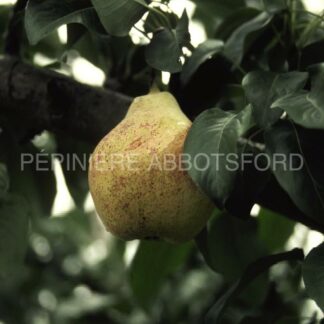 pyrus communis bartlett pepiniere abbotsford