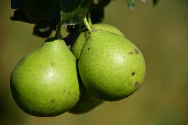 pyrus communis ure pix 1