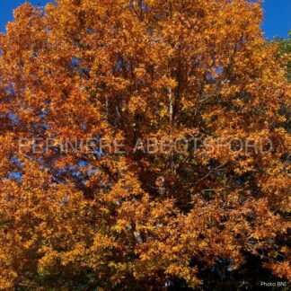 quercus alba abbotsford