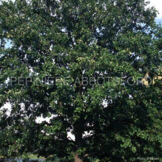 quercus macrocarpa abbotsford