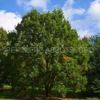 quercus robur abbotsford