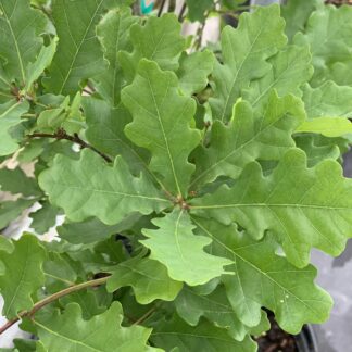 quercus robur skinny gennes jardinpro 1