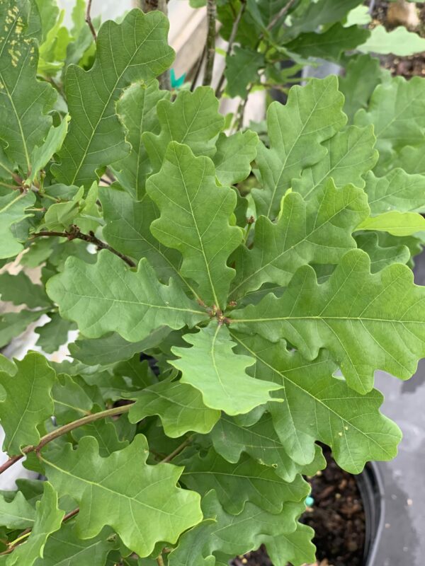 quercus robur skinny gennes jardinpro 1