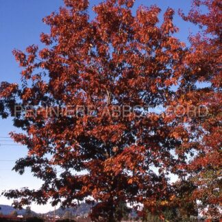 quercus rubra abbotsford