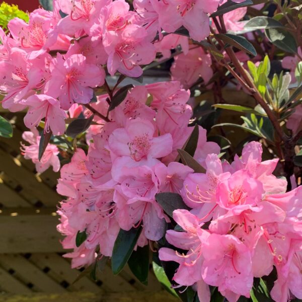 rhododendron aglo jardinpro 2
