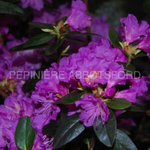 rhododendron p.j.m.abbotsford