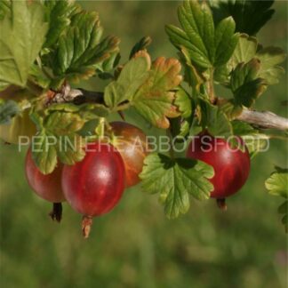 ribes hirtellum pixwell abbotsford