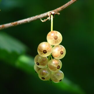 ribes hirtellum white pearl pixa