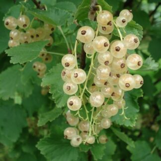 ribes rubrum blanca genet cc by sa 3.0 wikimedia commons