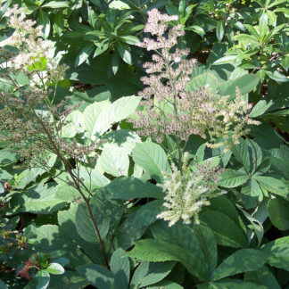 rodgersia aesculifolia plantselect